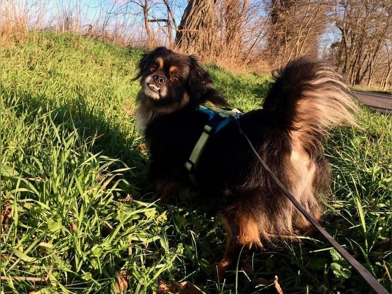 Nannos Charme muss man einfach erliegen! (15345 Reichenow-Möglin)