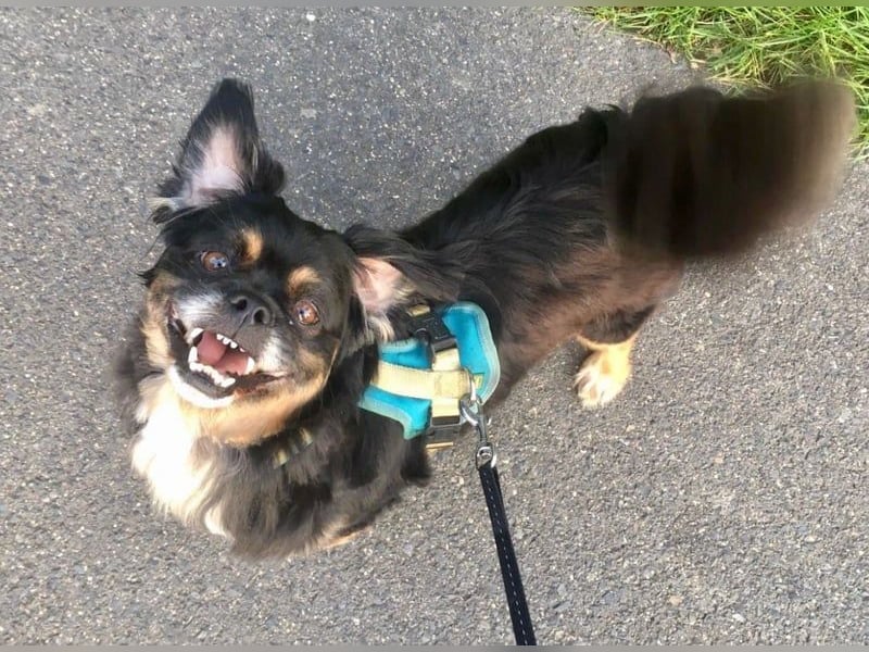 Nannos Charme muss man einfach erliegen! (15345 Reichenow-Möglin)