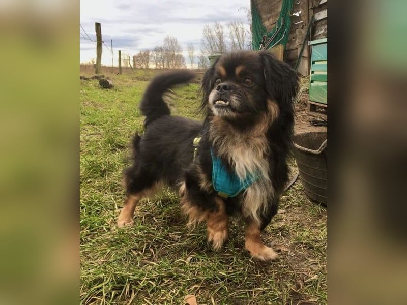 Nannos Charme muss man einfach erliegen! (15345 Reichenow-Möglin)