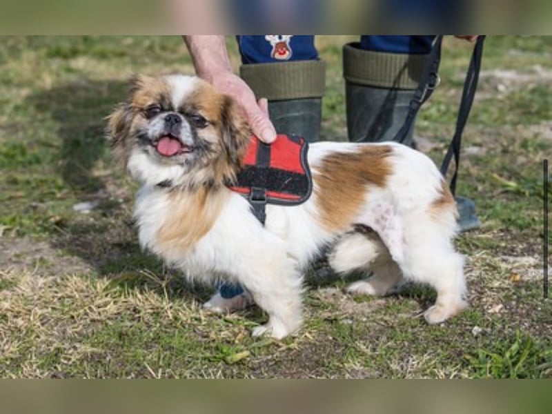 Piskota-Si – Kleine Pekinesen-Dame sucht liebevolles Für-immer-Zuhause