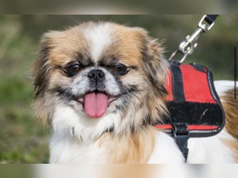 Piskota-Si – Kleine Pekinesen-Dame sucht liebevolles Für-immer-Zuhause