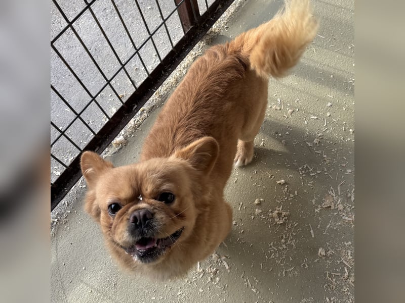 PIKACSU SÜßER PEKINESEN MIX