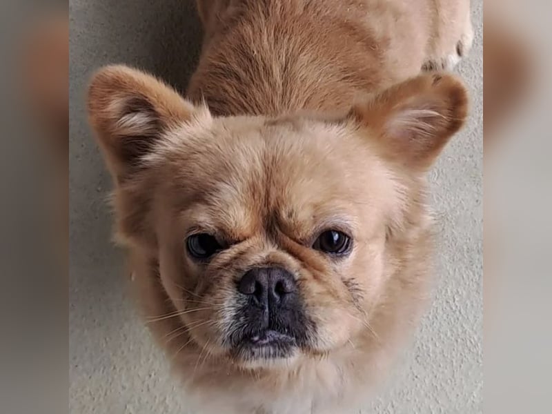 PIKACSU SÜßER PEKINESEN MIX