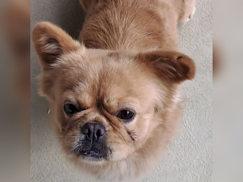 PIKACSU SÜßER PEKINESEN MIX