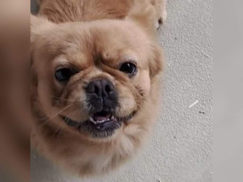 PIKACSU SÜßER PEKINESEN MIX