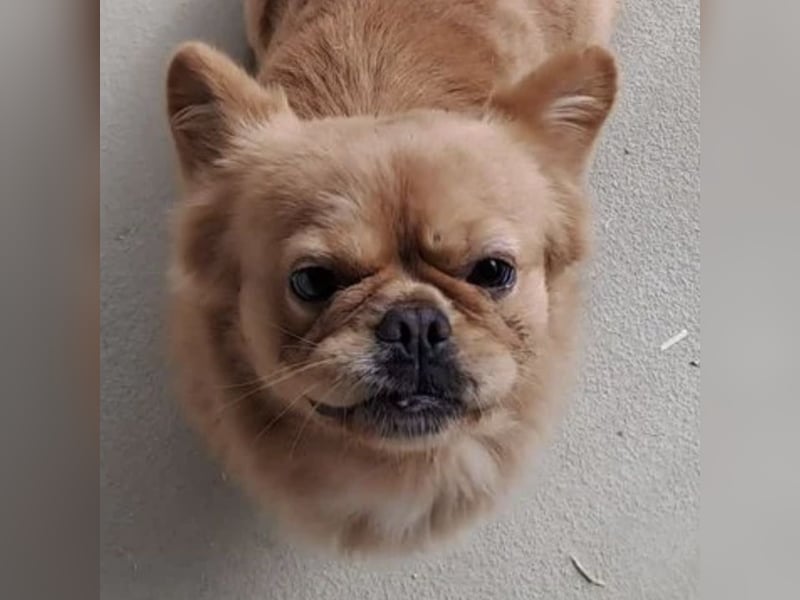 PIKACSU SÜßER PEKINESEN MIX