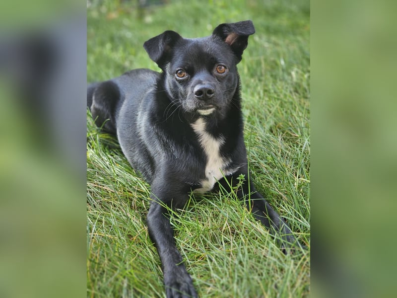 Onix, geboren 31.01.2025, 38cm sucht neuen Wirkungskreis (Pflegestelle in Deutschland)