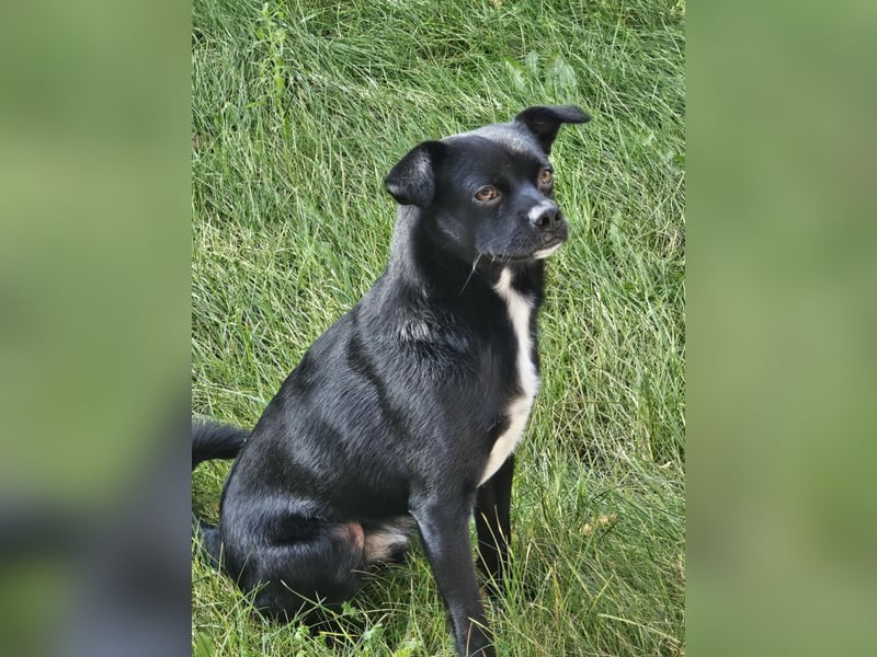 Onix, geboren 31.01.2025, 38cm sucht neuen Wirkungskreis (Pflegestelle in Deutschland)
