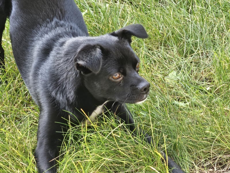 Onix, geboren 31.01.2025, 38cm sucht neuen Wirkungskreis (Pflegestelle in Deutschland)