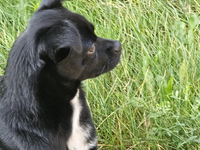 Onix, geboren 31.01.2025, 38cm sucht neuen Wirkungskreis (Pflegestelle in Deutschland)