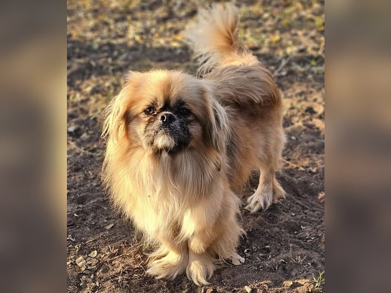 Chapo sucht ein gemütliches, ruhiges Heim Chapo sucht ein gemütliches, ruhiges Heim