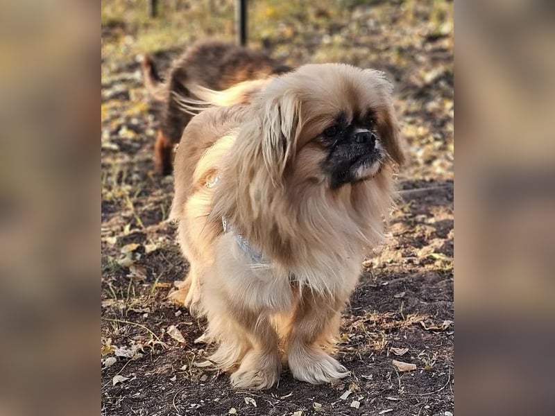 Chapo sucht ein gemütliches, ruhiges Heim Chapo sucht ein gemütliches, ruhiges Heim