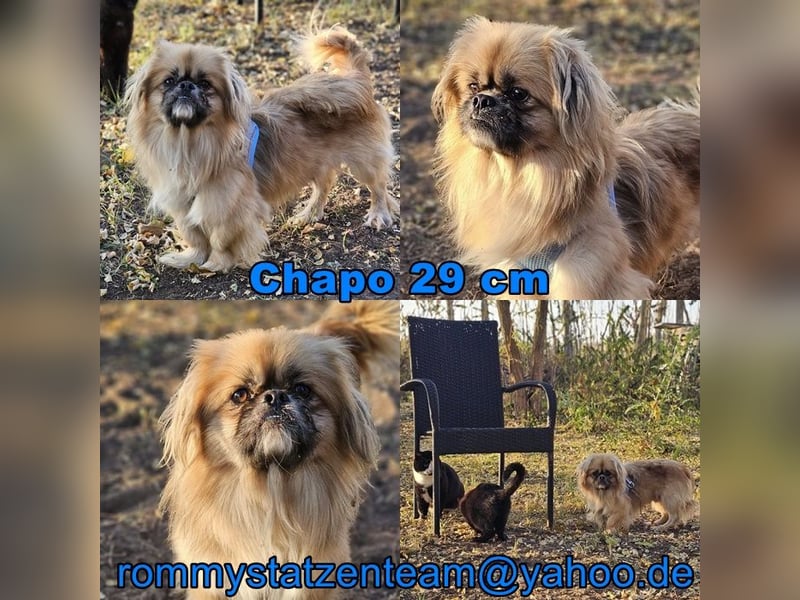 Chapo sucht ein gemütliches, ruhiges Heim Chapo sucht ein gemütliches, ruhiges Heim