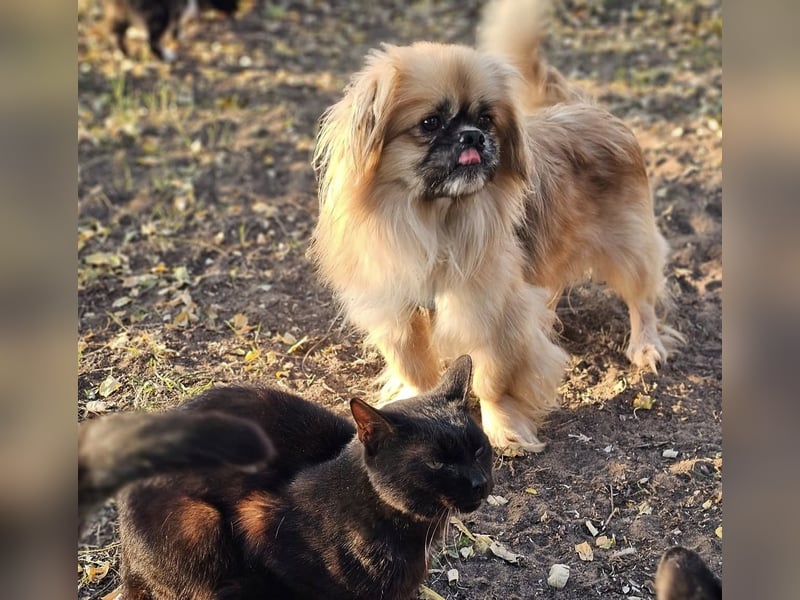 Chapo sucht ein gemütliches, ruhiges Heim Chapo sucht ein gemütliches, ruhiges Heim
