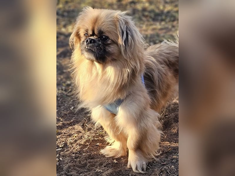 Chapo sucht ein gemütliches, ruhiges Heim Chapo sucht ein gemütliches, ruhiges Heim