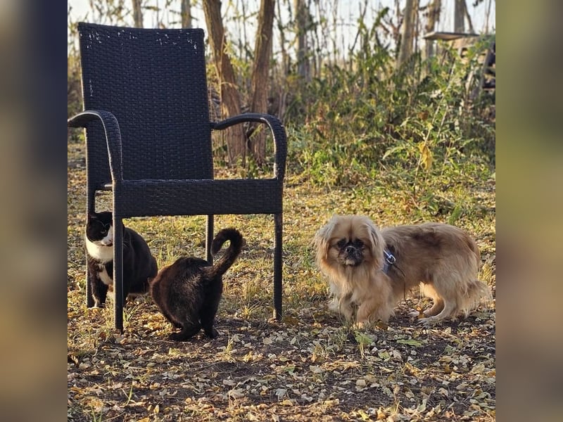 Chapo sucht ein gemütliches, ruhiges Heim Chapo sucht ein gemütliches, ruhiges Heim