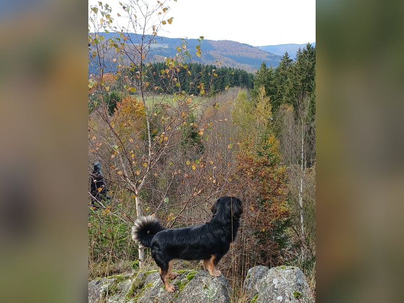 Kleine Mix Hündin sucht