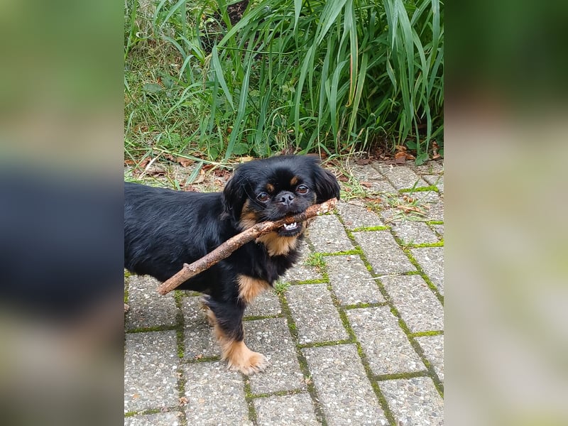 Kleine Mix Hündin sucht