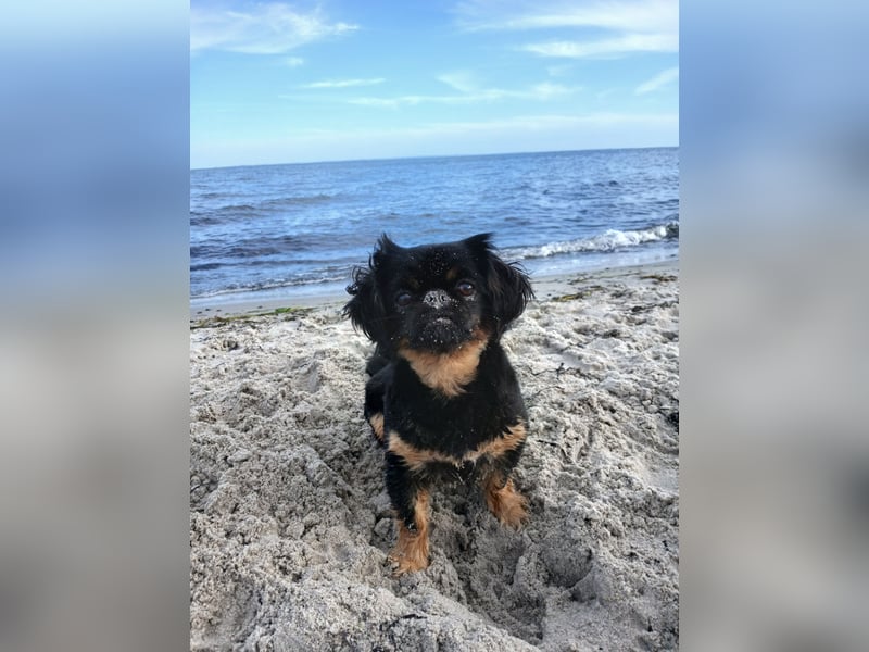 Kleine Mix Hündin sucht