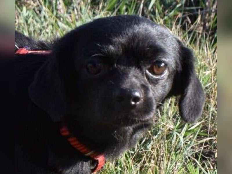 Kuki - liebevolles Zuhause gesucht