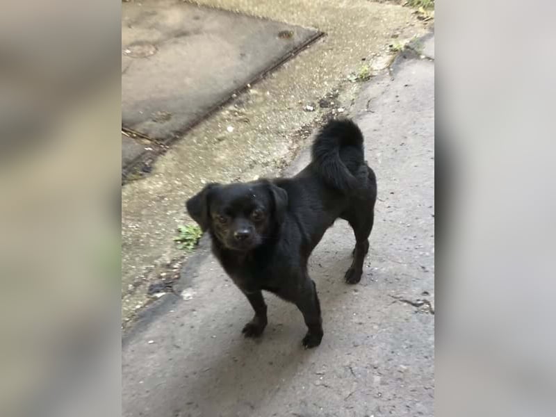 Kuki - liebevolles Zuhause gesucht