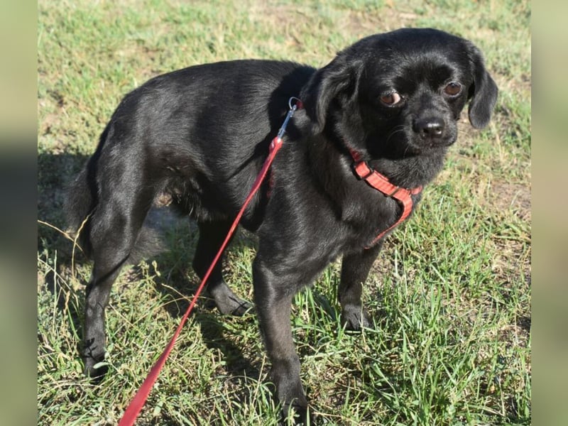 Kuki - liebevolles Zuhause gesucht
