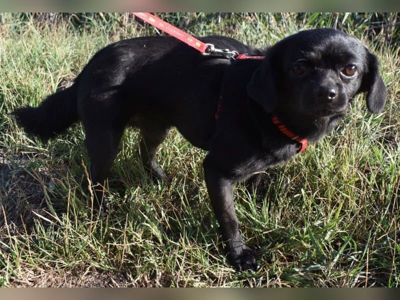 Kuki - liebevolles Zuhause gesucht