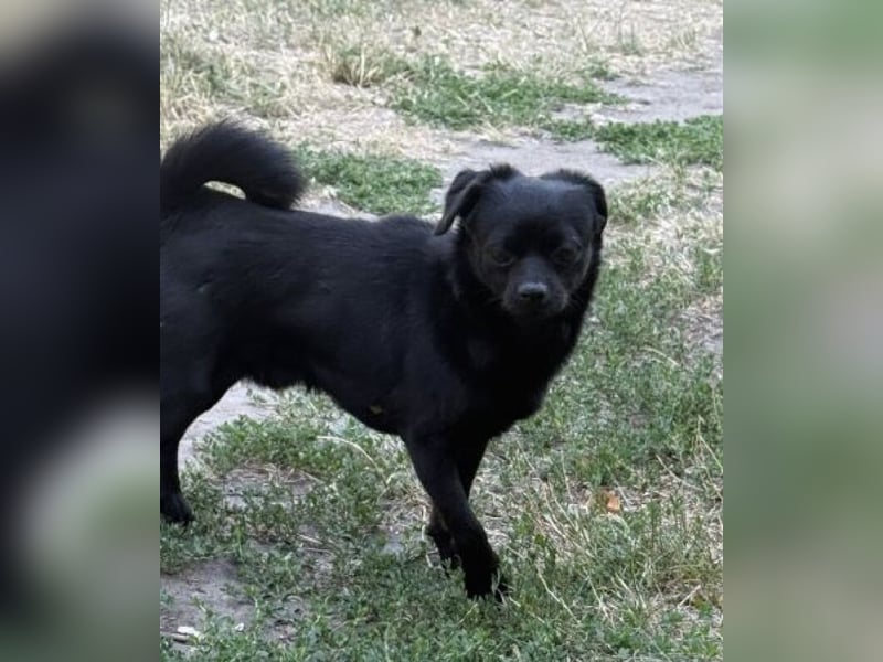 Kuki - liebevolles Zuhause gesucht