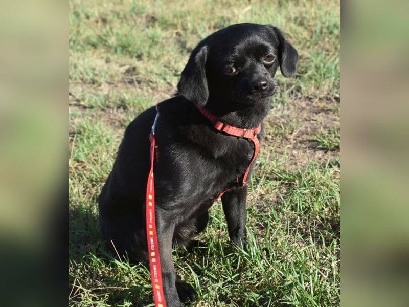 Kuki - liebevolles Zuhause gesucht