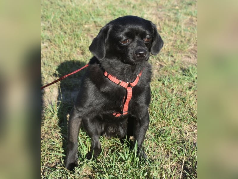 Kuki - liebevolles Zuhause gesucht