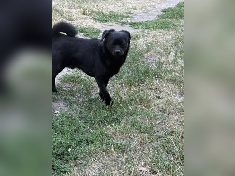 Kuki - liebevolles Zuhause gesucht
