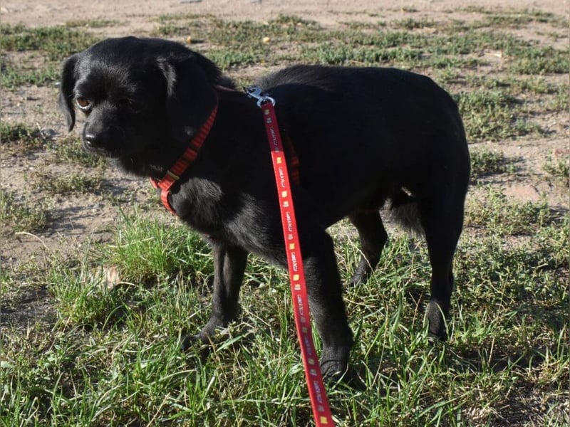 Kuki - liebevolles Zuhause gesucht
