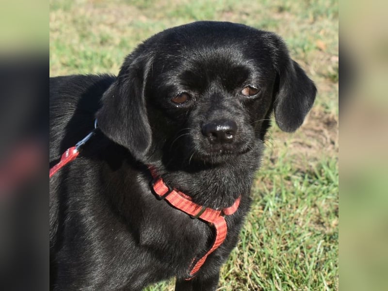 Kuki - liebevolles Zuhause gesucht