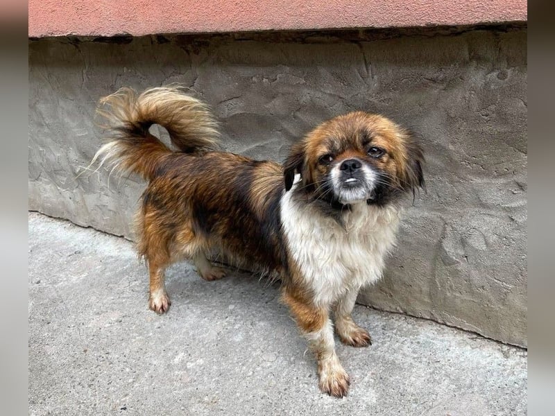 FIFI - kleines Hundemädchen