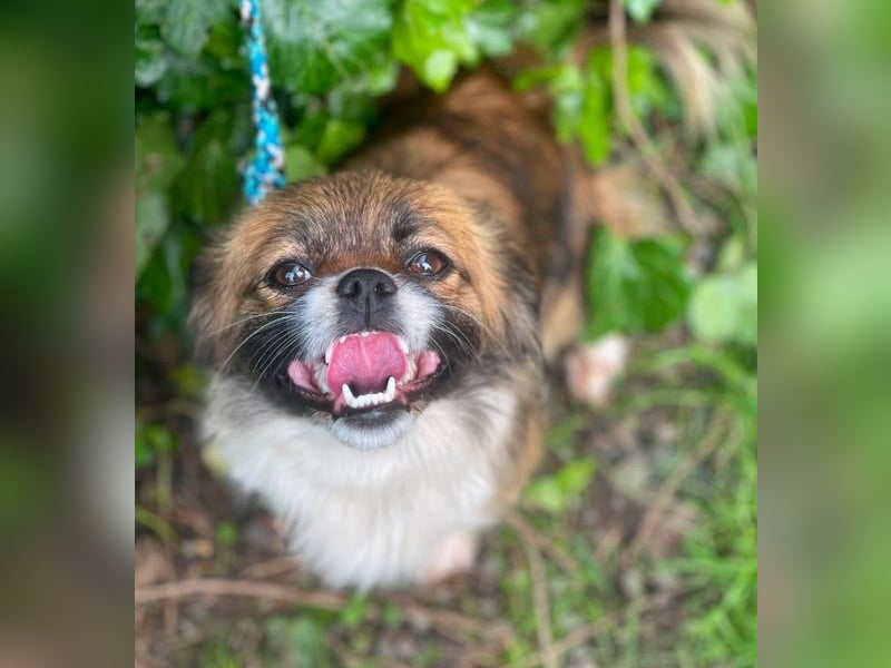 FIFI - kleines Hundemädchen