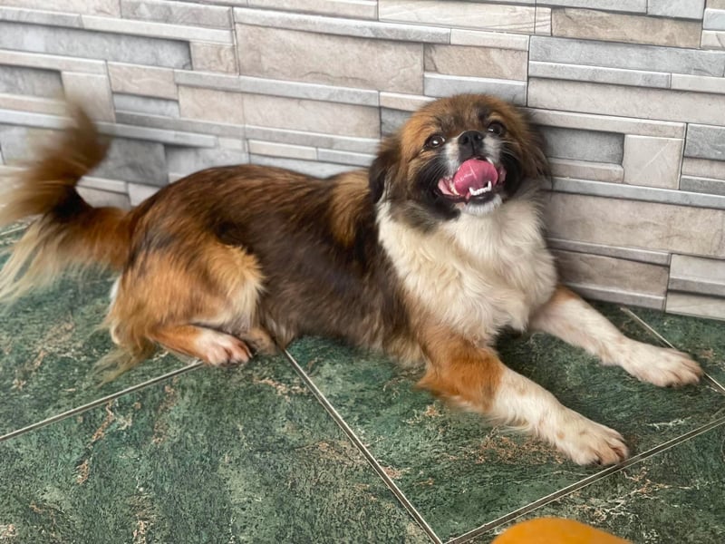 FIFI - kleines Hundemädchen