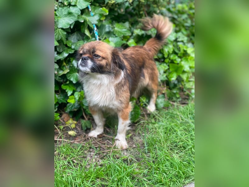 FIFI - kleines Hundemädchen