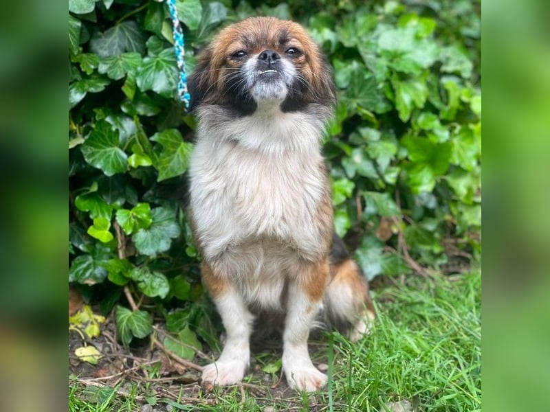FIFI - kleines Hundemädchen