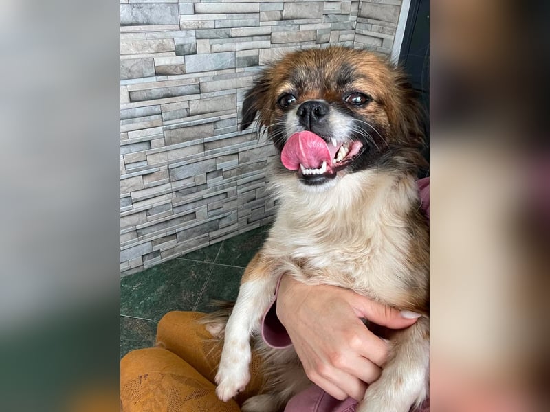 FIFI - kleines Hundemädchen