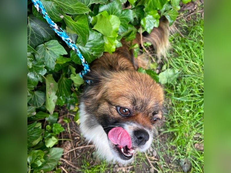 FIFI - kleines Hundemädchen