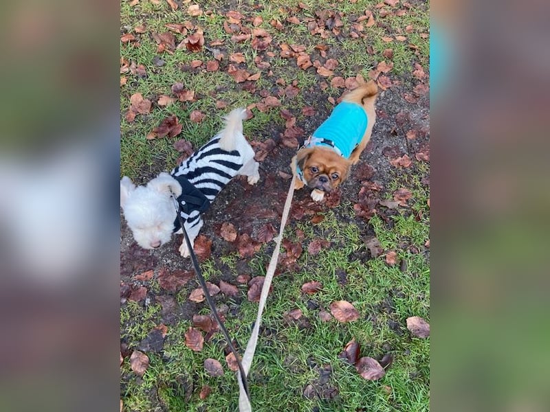 William sucht ein neues Zuhause