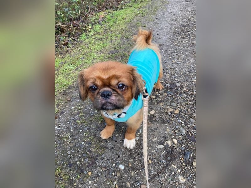 William sucht ein neues Zuhause