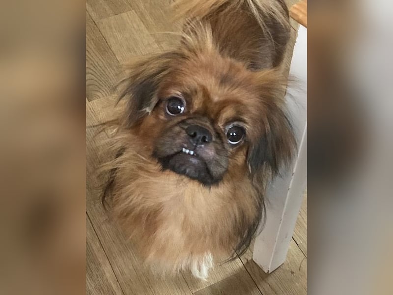 William sucht ein neues Zuhause