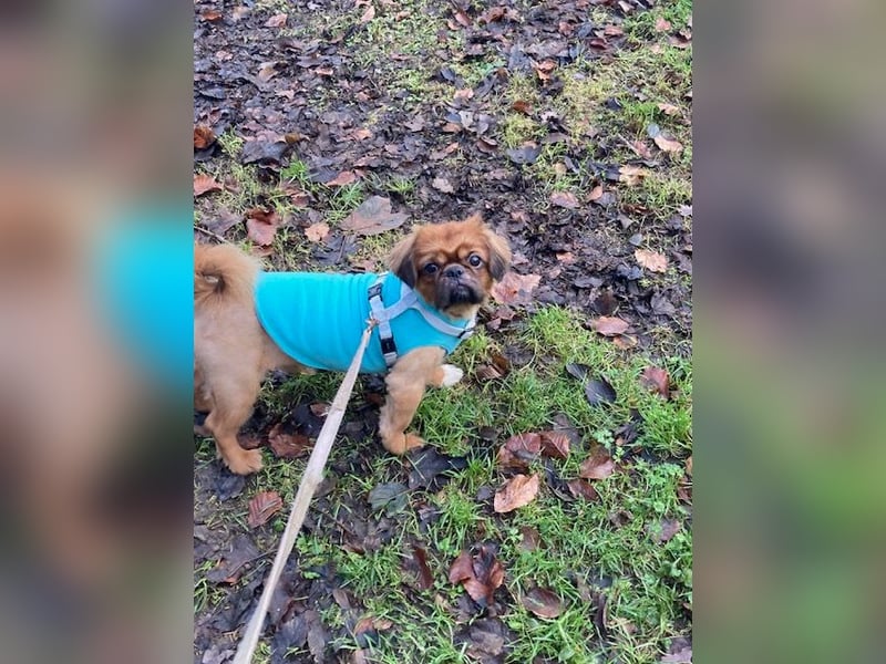 William sucht ein neues Zuhause