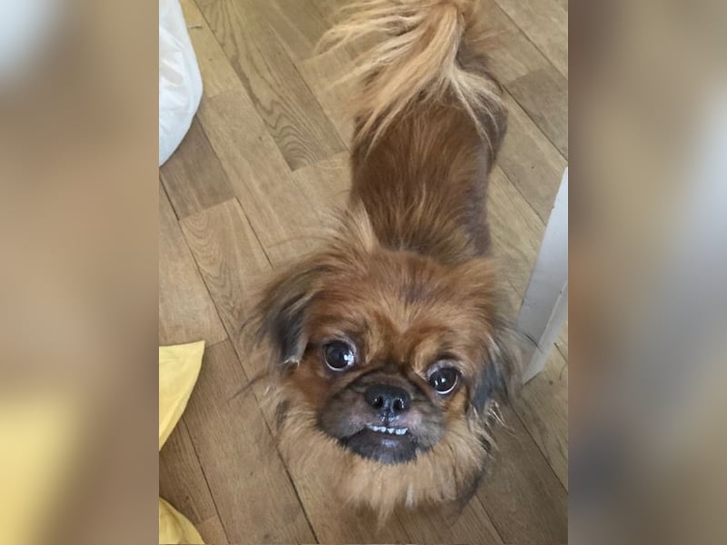 William sucht ein neues Zuhause