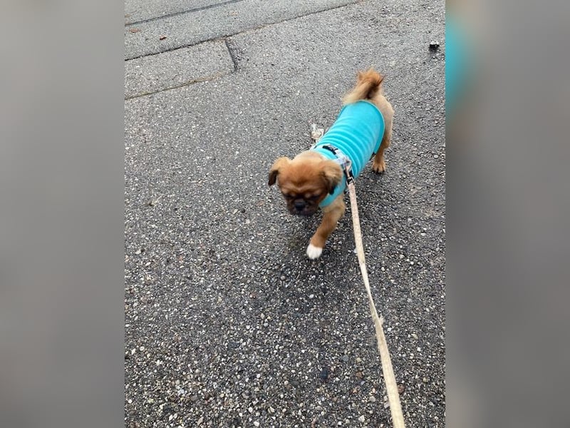 William sucht ein neues Zuhause