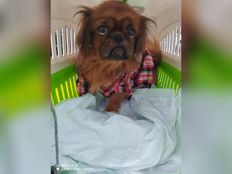 William sucht ein neues Zuhause