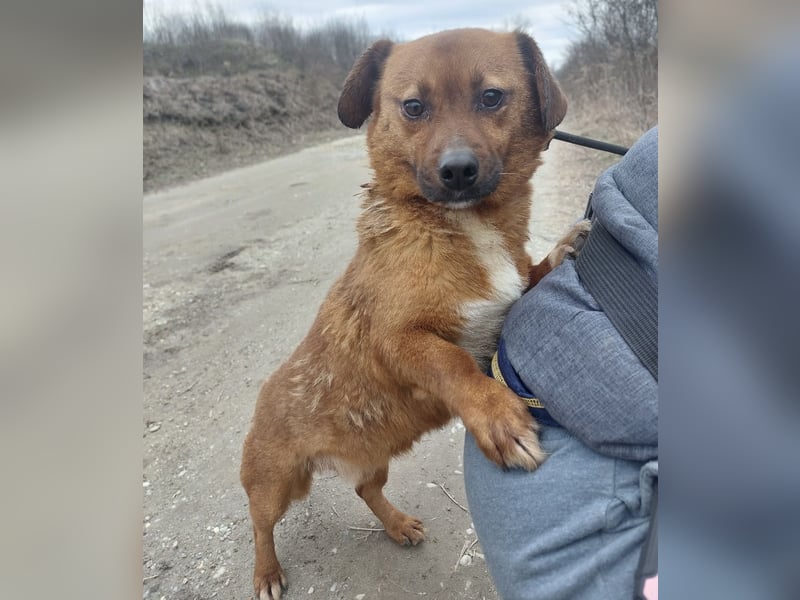 Milton ein ängstlicher Schatz