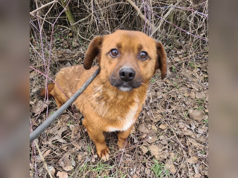 Milton ein ängstlicher Schatz