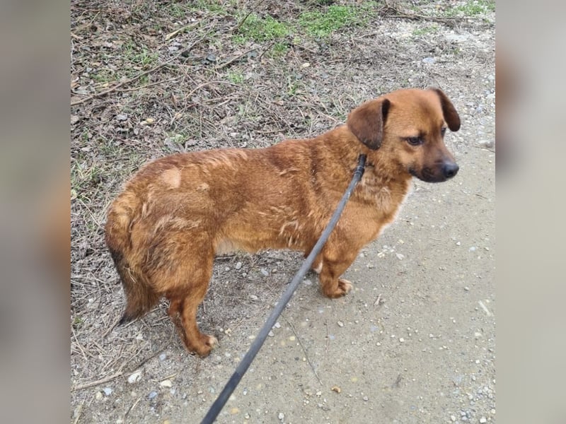 Milton ein ängstlicher Schatz